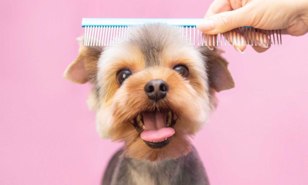 pet grooming picture